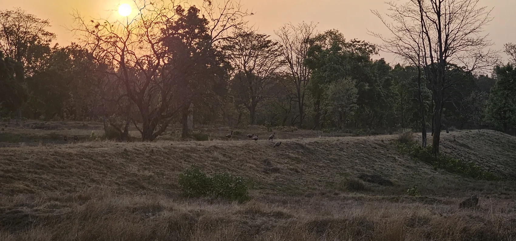 Sunrise over the grassland at Churna, Satpura Tiger Reserve