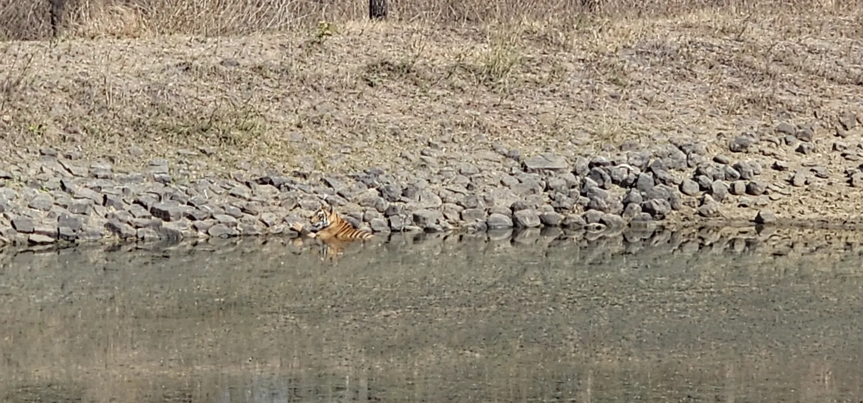 The tigress Laila approaching a waterhole at Churna