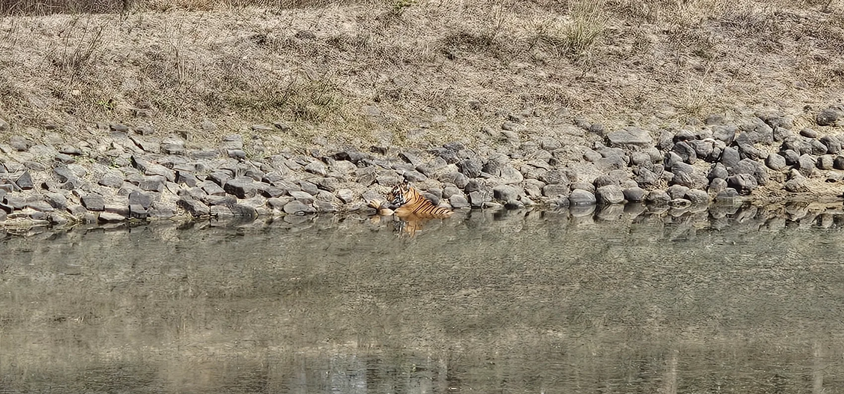 Laila resting at the rocky water's edge, Satpura