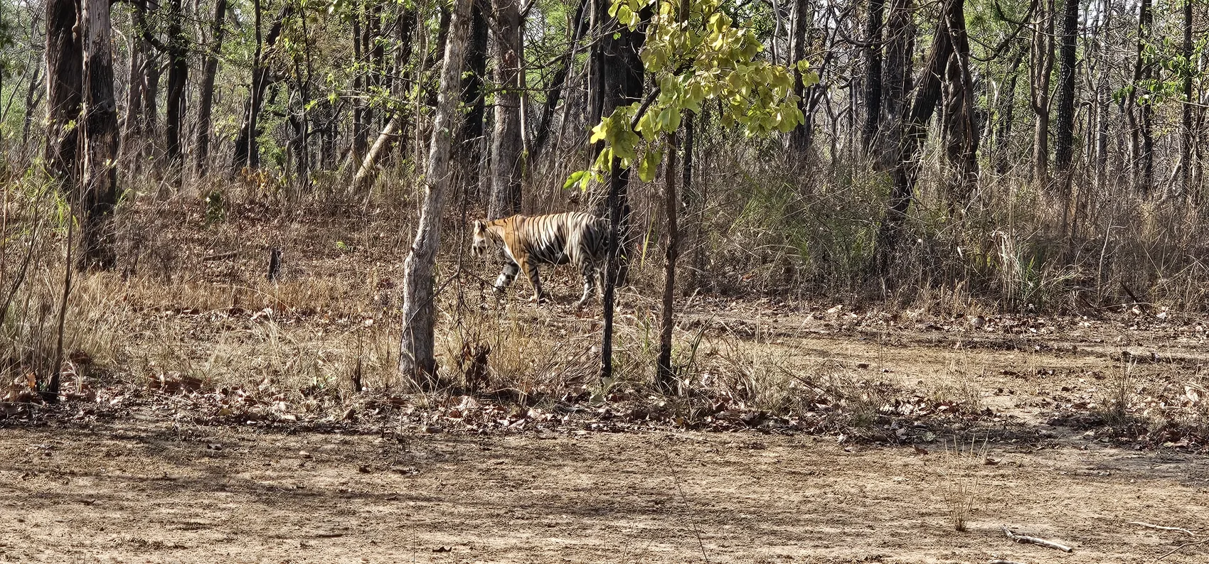 The tigress walking away into the open forest