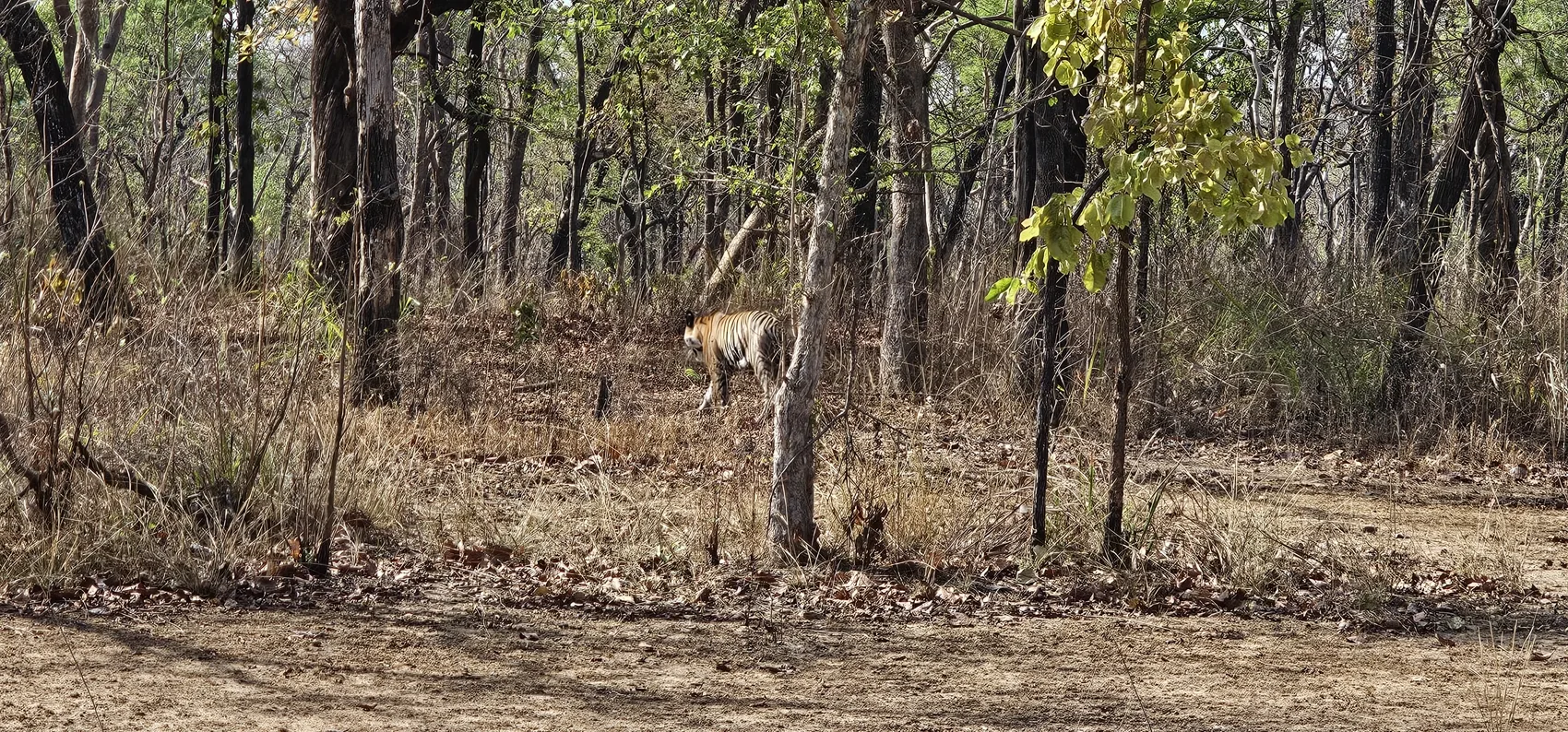 A chital (spotted deer) in the open forest at Churna