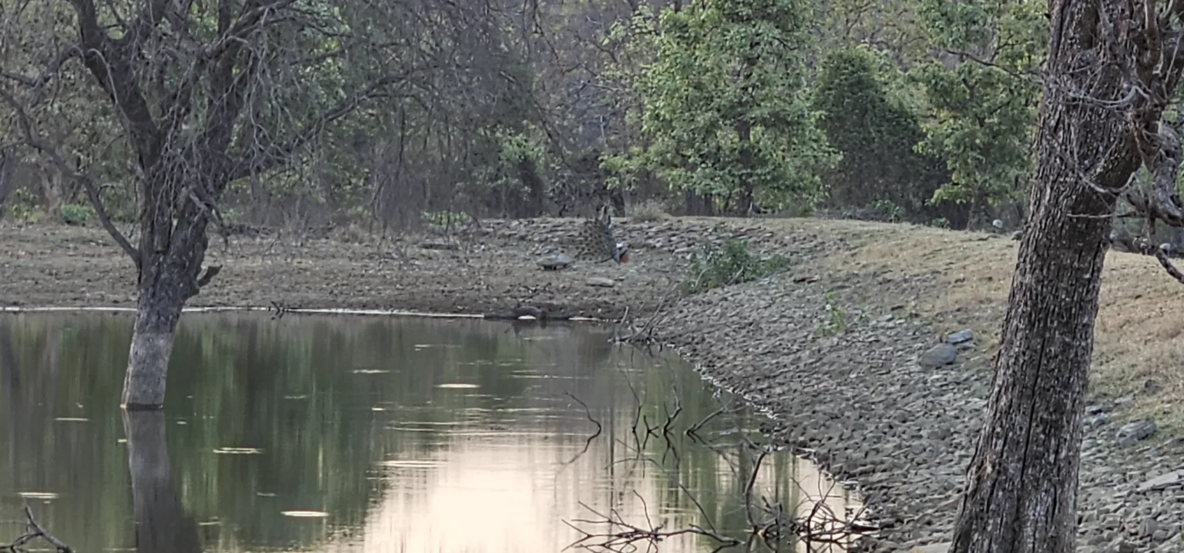 A still waterhole at dawn in Satpura
