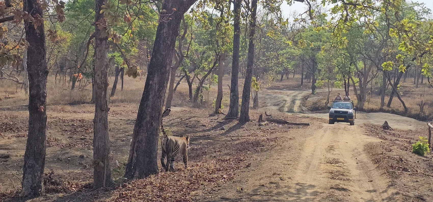 The tigress Laila pausing by a tree as langurs scatter, marking her territory