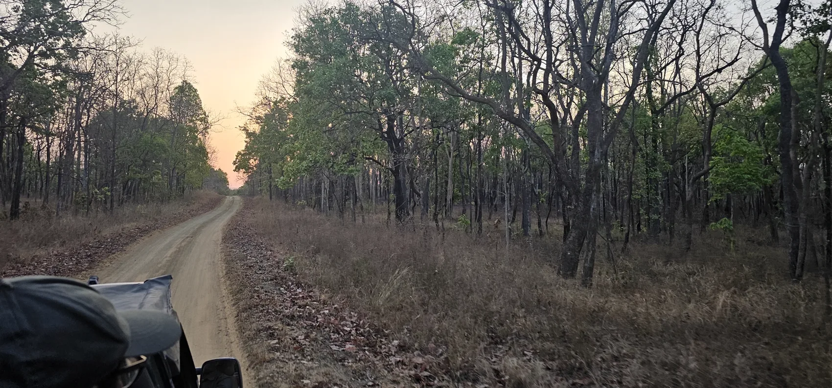 The forest track at first light, Churna