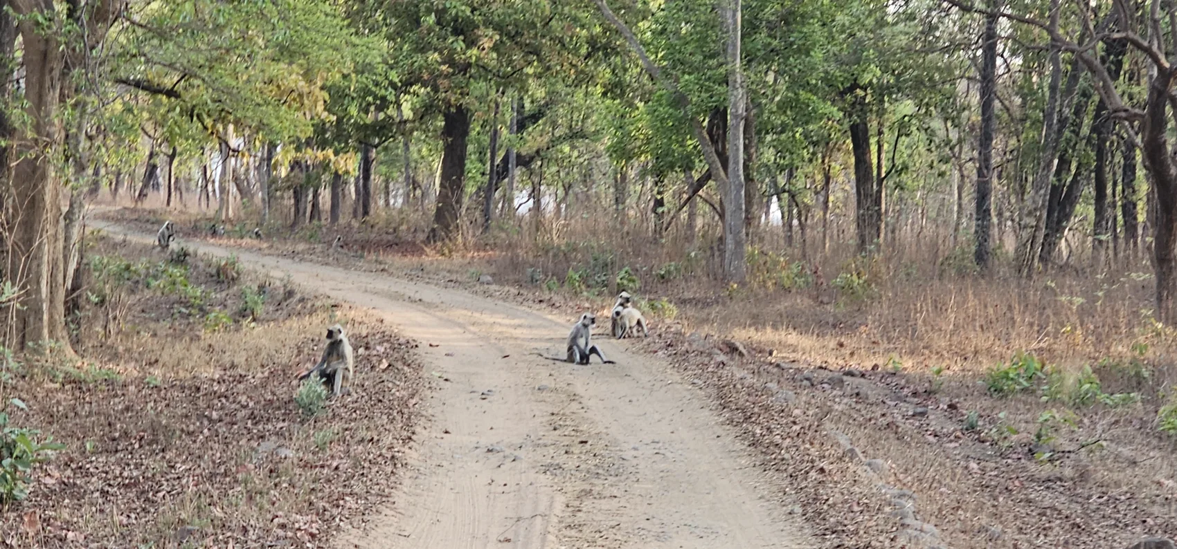 Grey langurs sitting on the forest track at dawn, Churna
