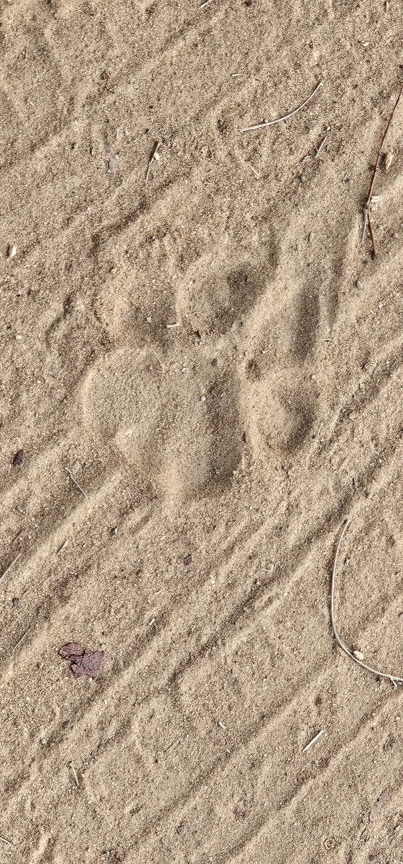 A fresh tiger pugmark pressed into the dust at Churna