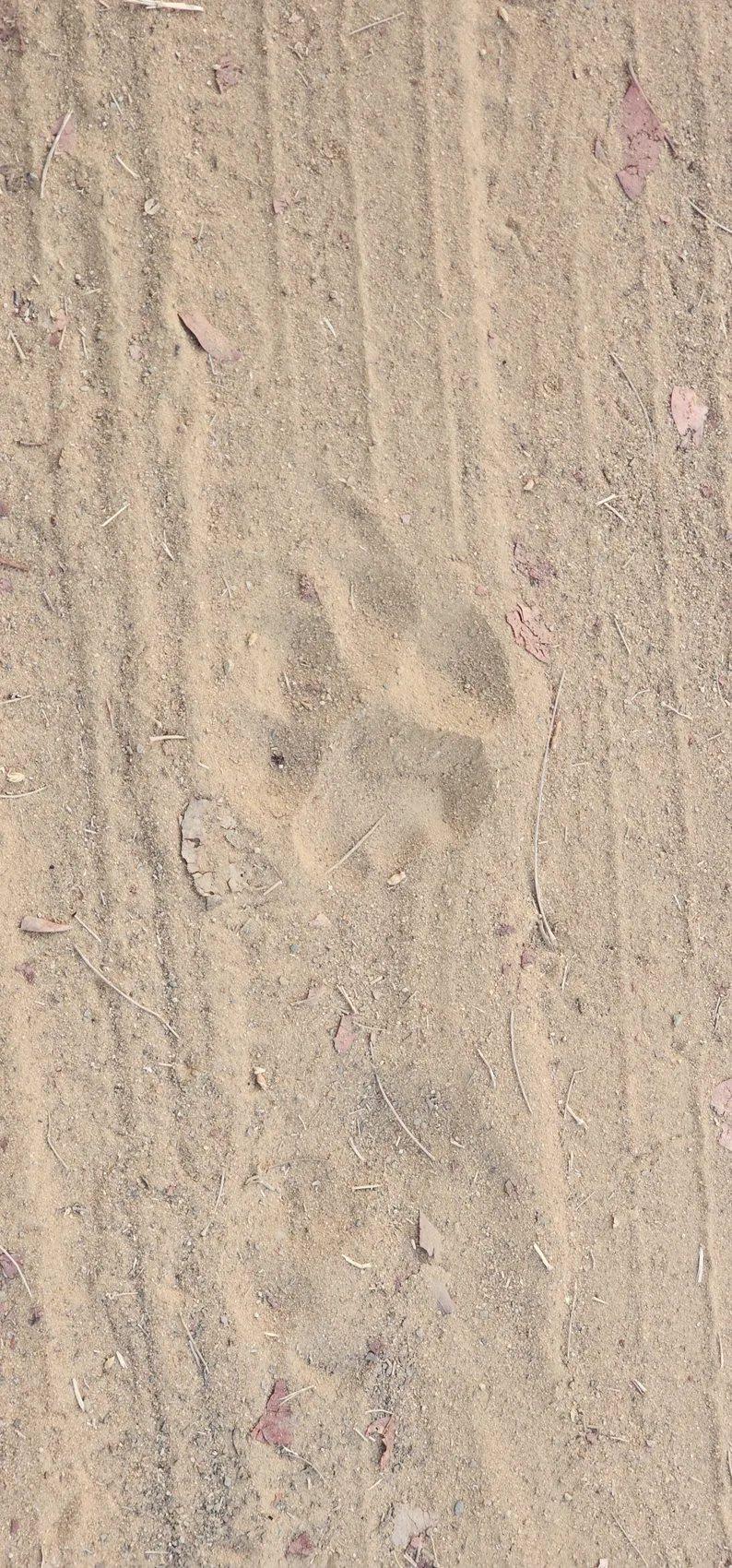 Another clear tiger pugmark on the safari track, Satpura