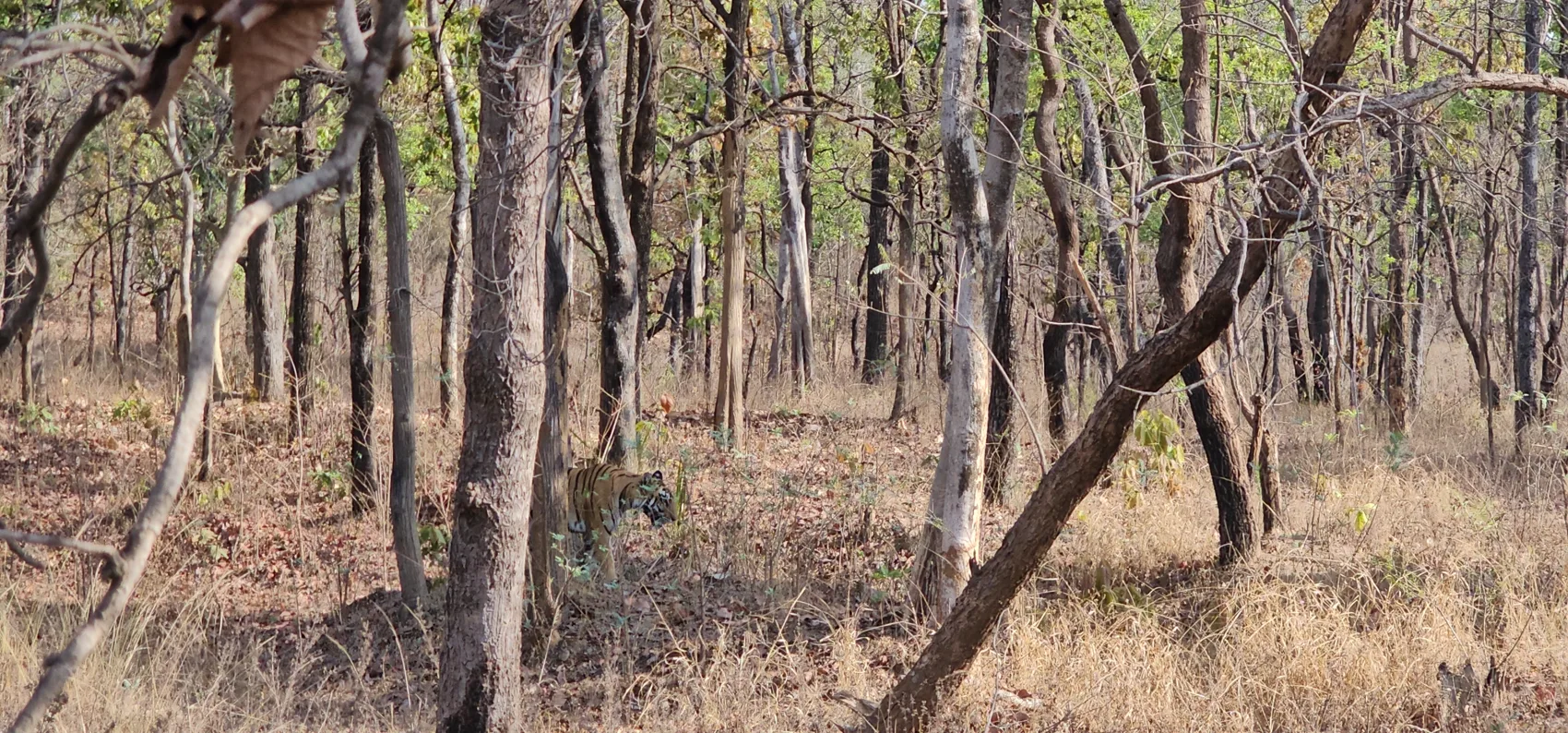 First glimpse of the tigress Laila between the teak trunks