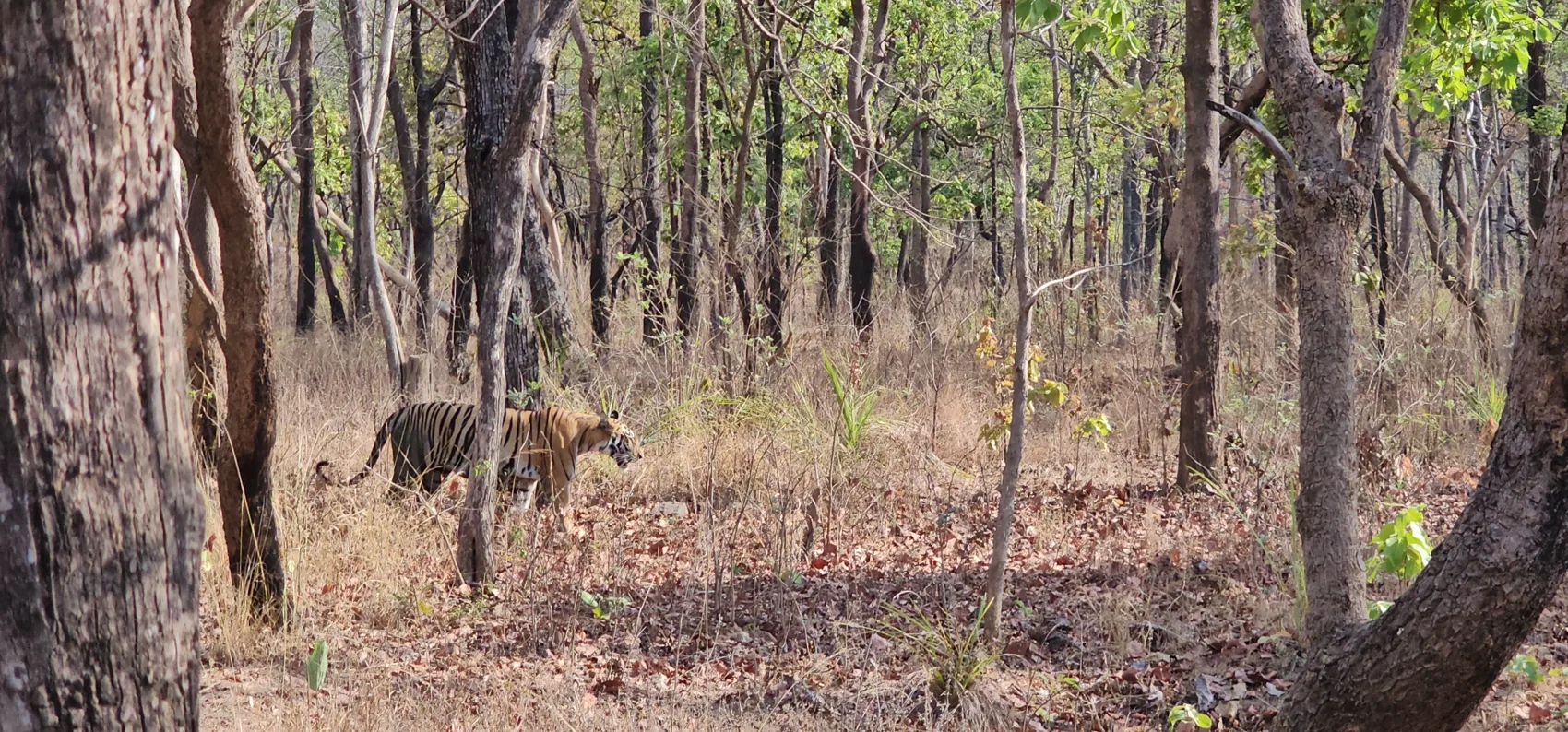 The tigress Laila walking through the forest