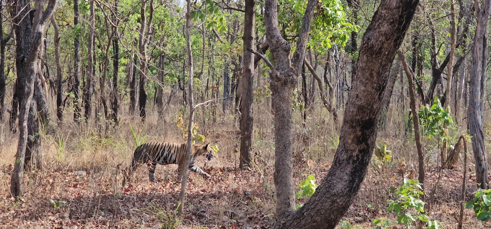 Laila walking, tail low, through the dry teak forest