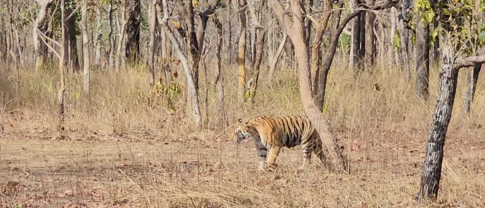 Satpura from Bhopal: An Hour with Tigress Laila