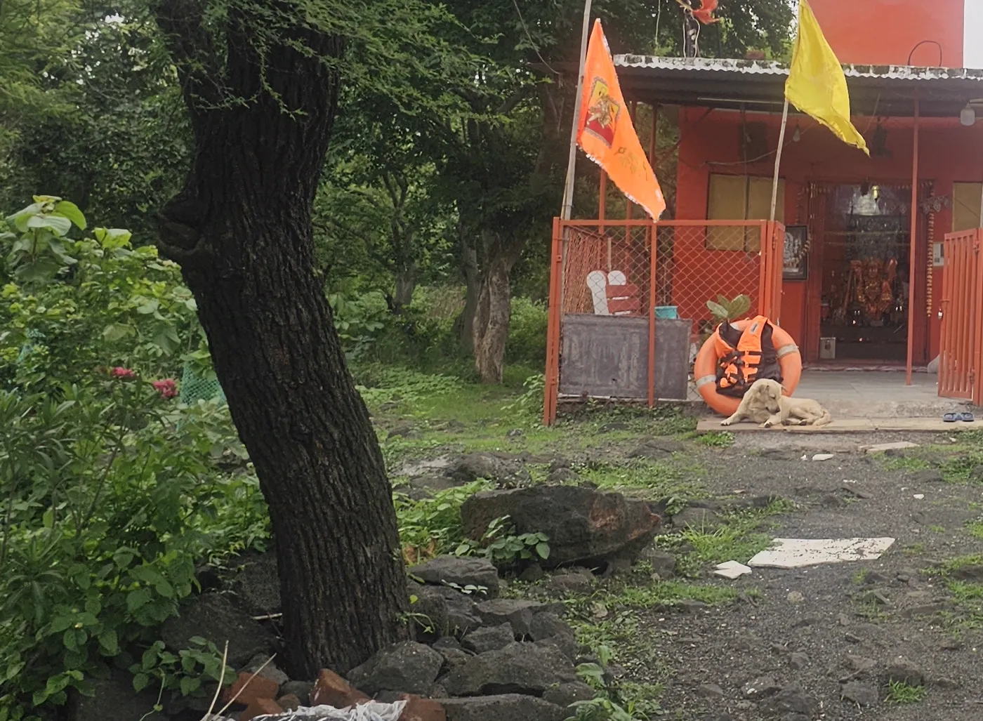 Bhola, a calm cream-coloured dog, resting by the orange life-ring at the saffron temple near Kaliasot Dam's gates