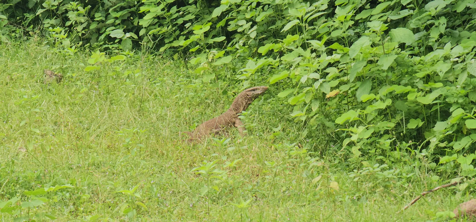 A monitor lizard walking through the grass inside the Ken Gharial Sanctuary