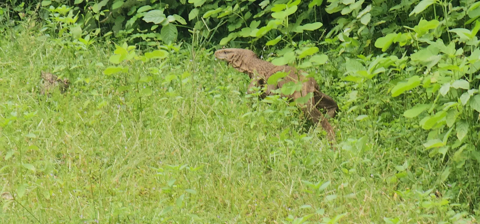 A spotted deer standing in the green undergrowth of the sanctuary