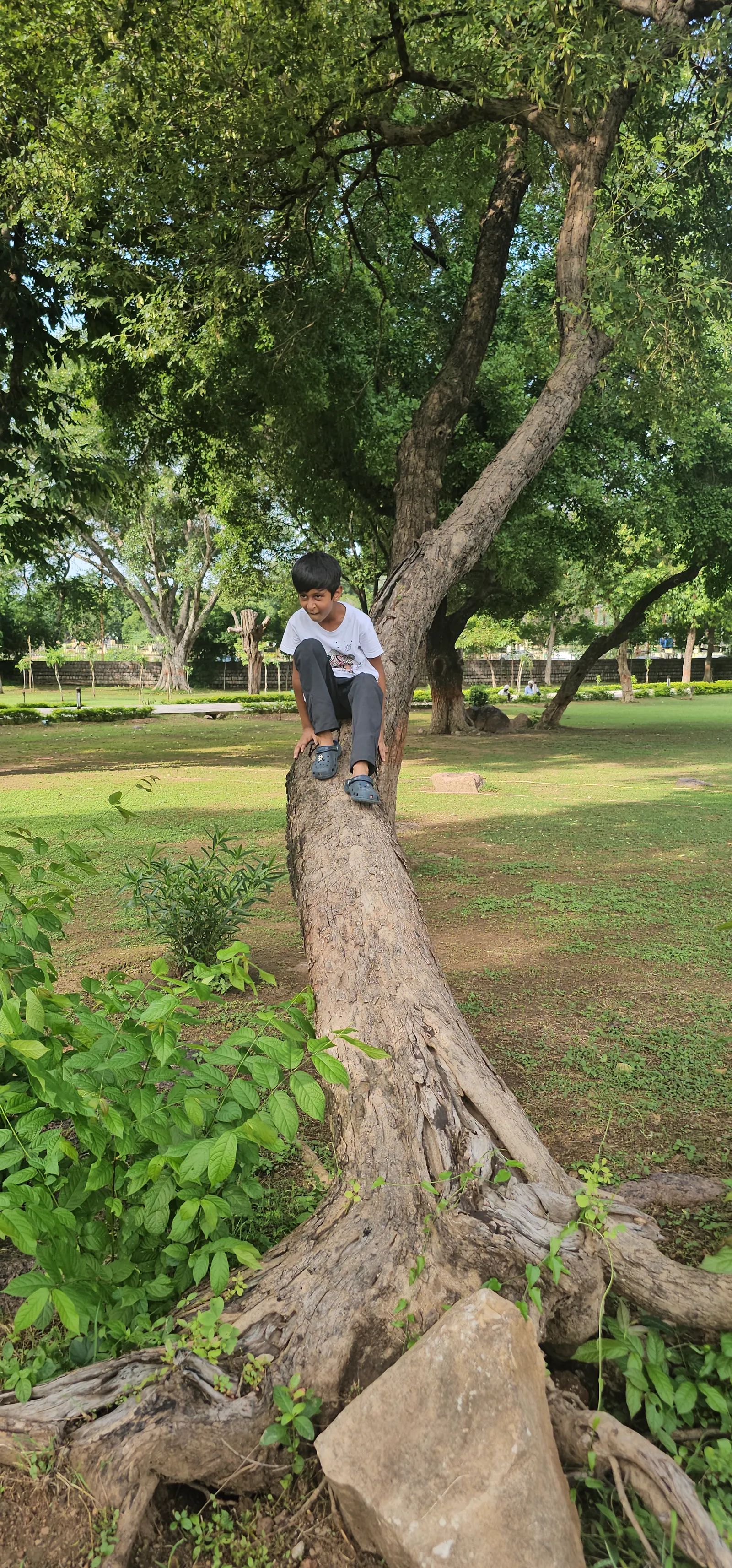 A child up an old tree on the temple lawns, seen from a distance