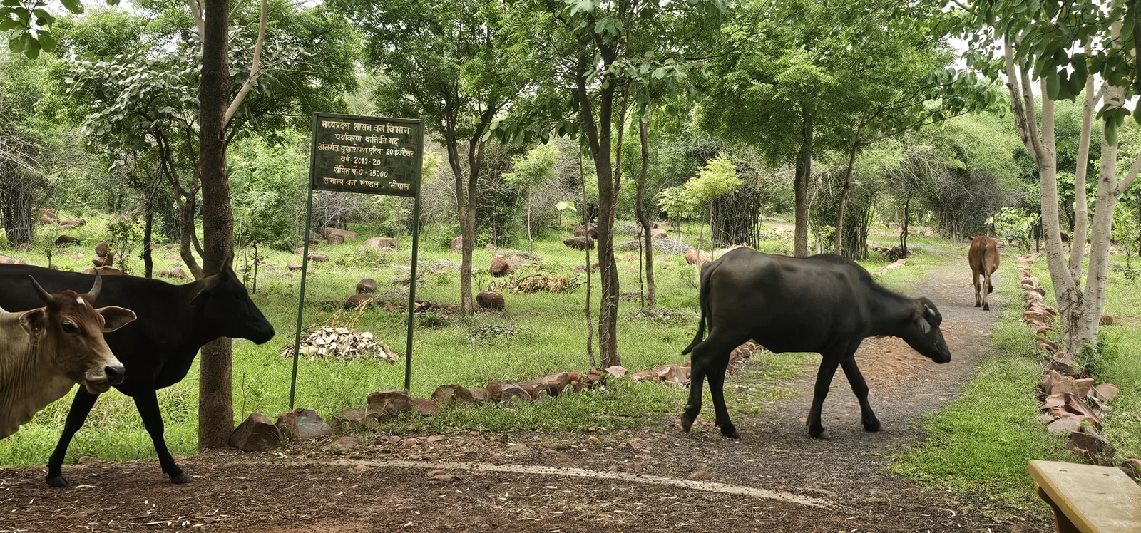 Buffaloes grazing along a red-earth trail at Laharpur