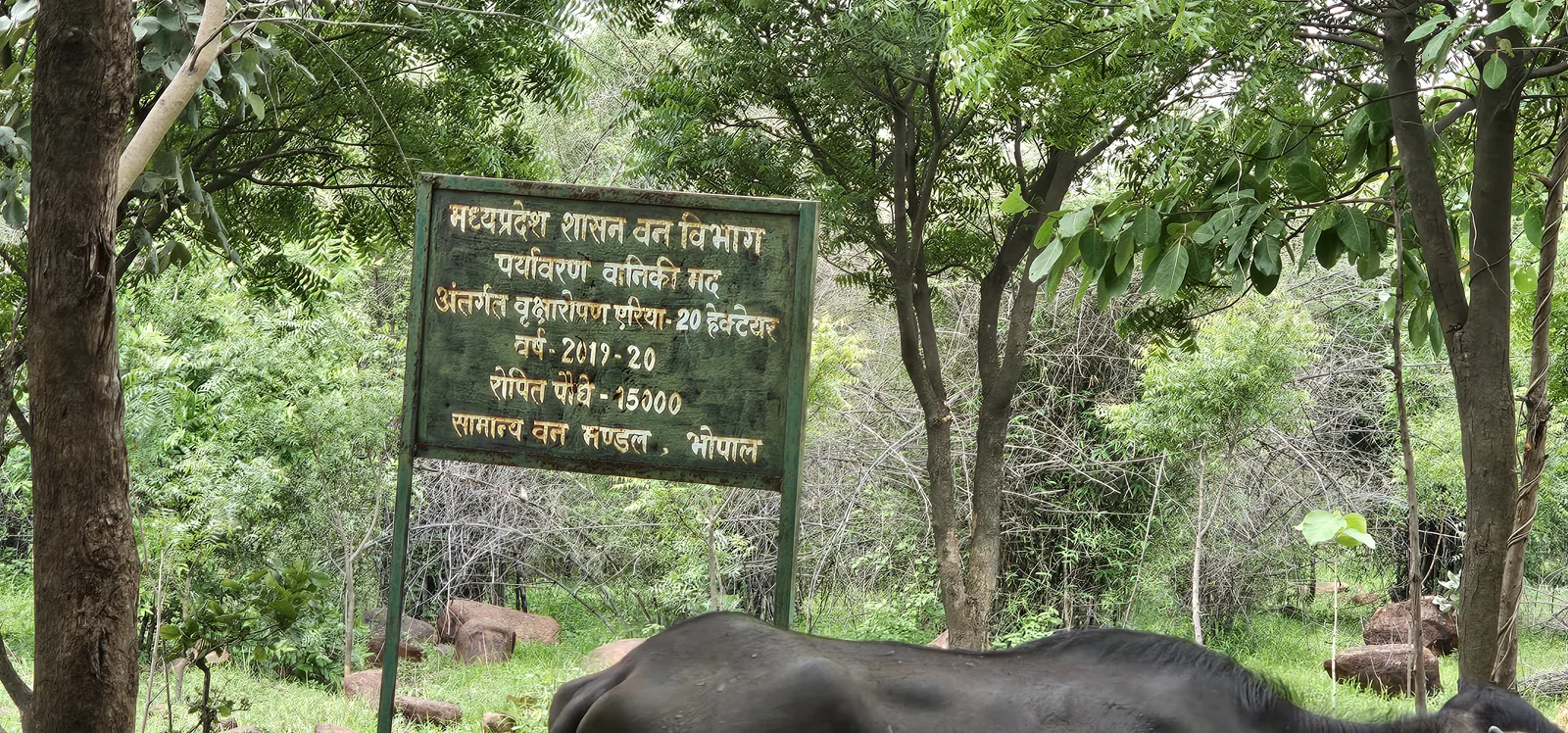 A Forest Department board recording 20 hectares and 15,000 saplings planted in 2019-20 at Laharpur