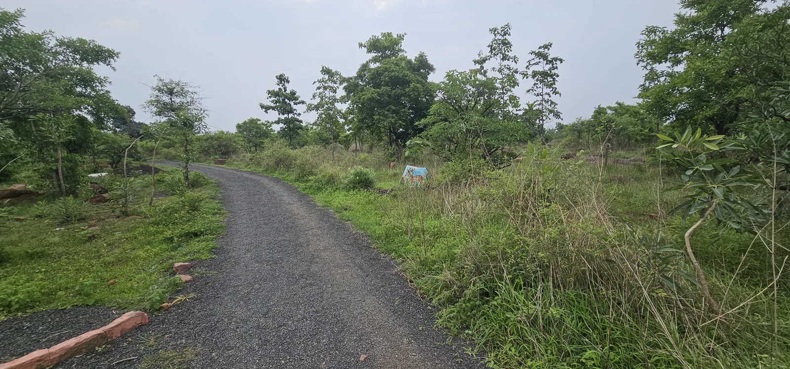 A smooth tarred internal road curving through dense green plantation at Laharpur Ecological Park