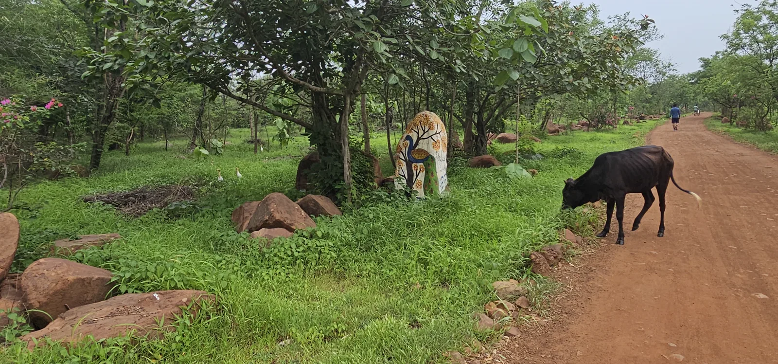 A jogger on a red-earth trail sharing the path with a grazing cow at Laharpur