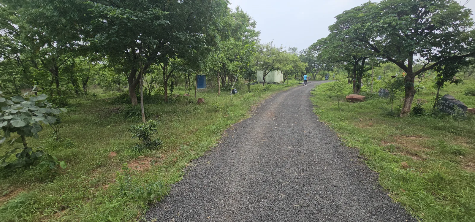 A lone morning walker on a narrow red-earth trail lined with bamboo and green trees at Laharpur
