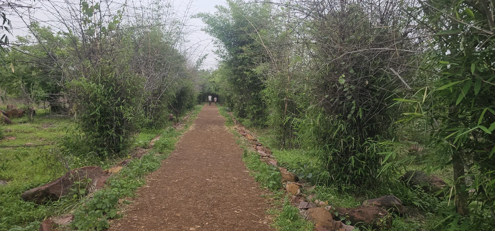 A narrow red-earth jogging trail through bamboo and green at Laharpur