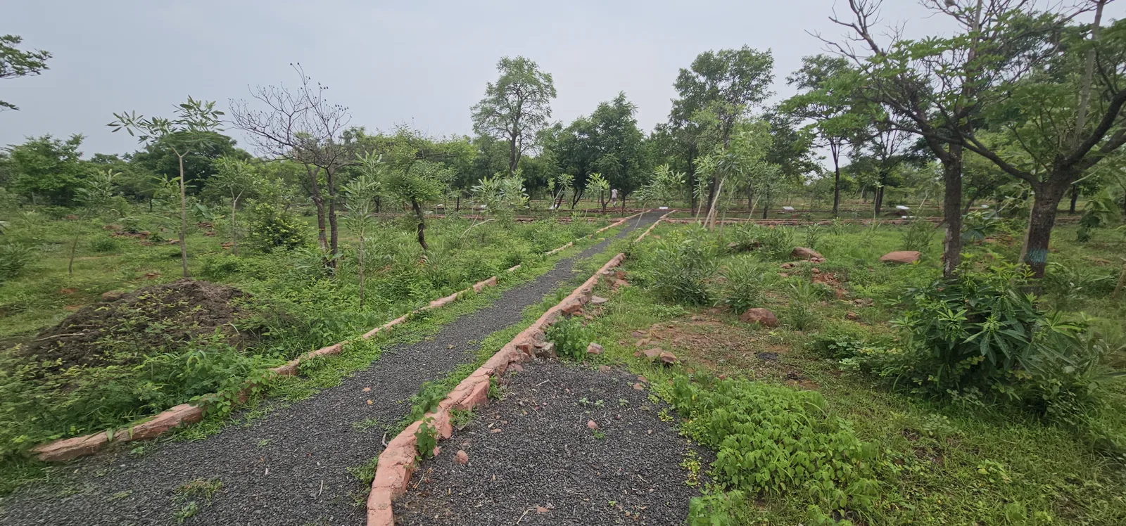 A wide view of dense green plantation trees at Laharpur Ecological Park in the monsoon