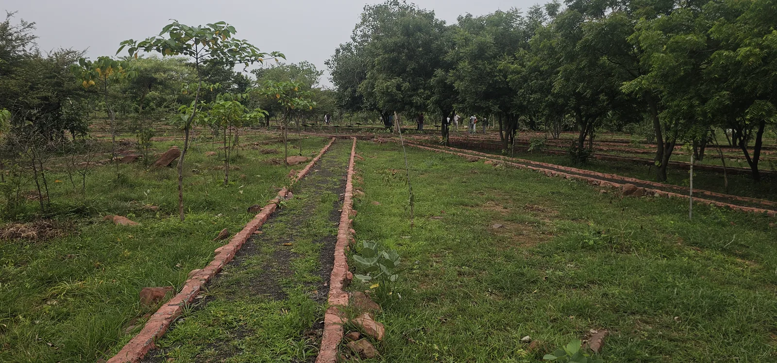 Rows of young planted trees with brick-lined beds in the plantation at Laharpur