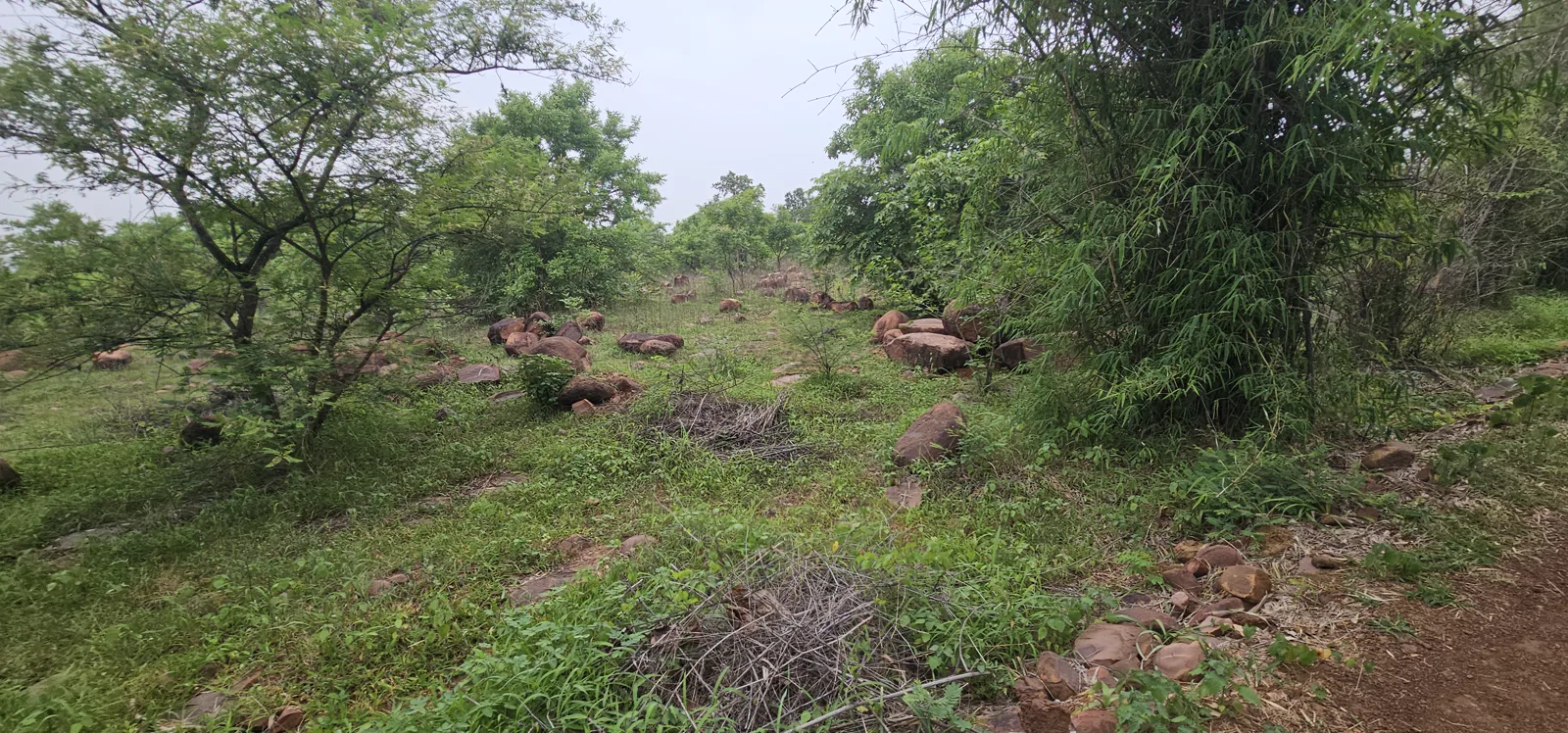 A rocky green slope at Laharpur where boulders still show through the young forest, showing how bare the hill once was