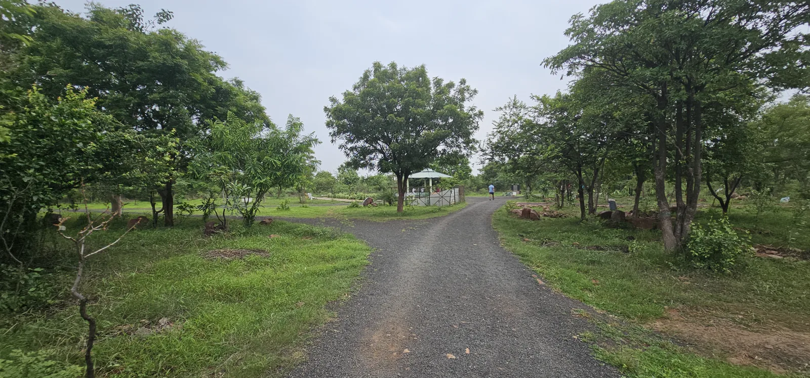 A smooth tar road running through the young forest at Laharpur