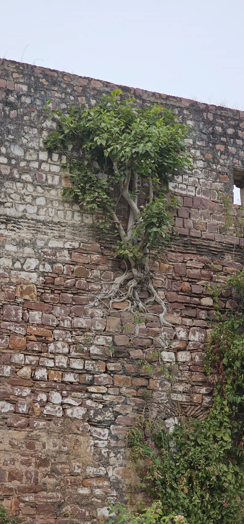 A tree growing out of the fort's rampart wall