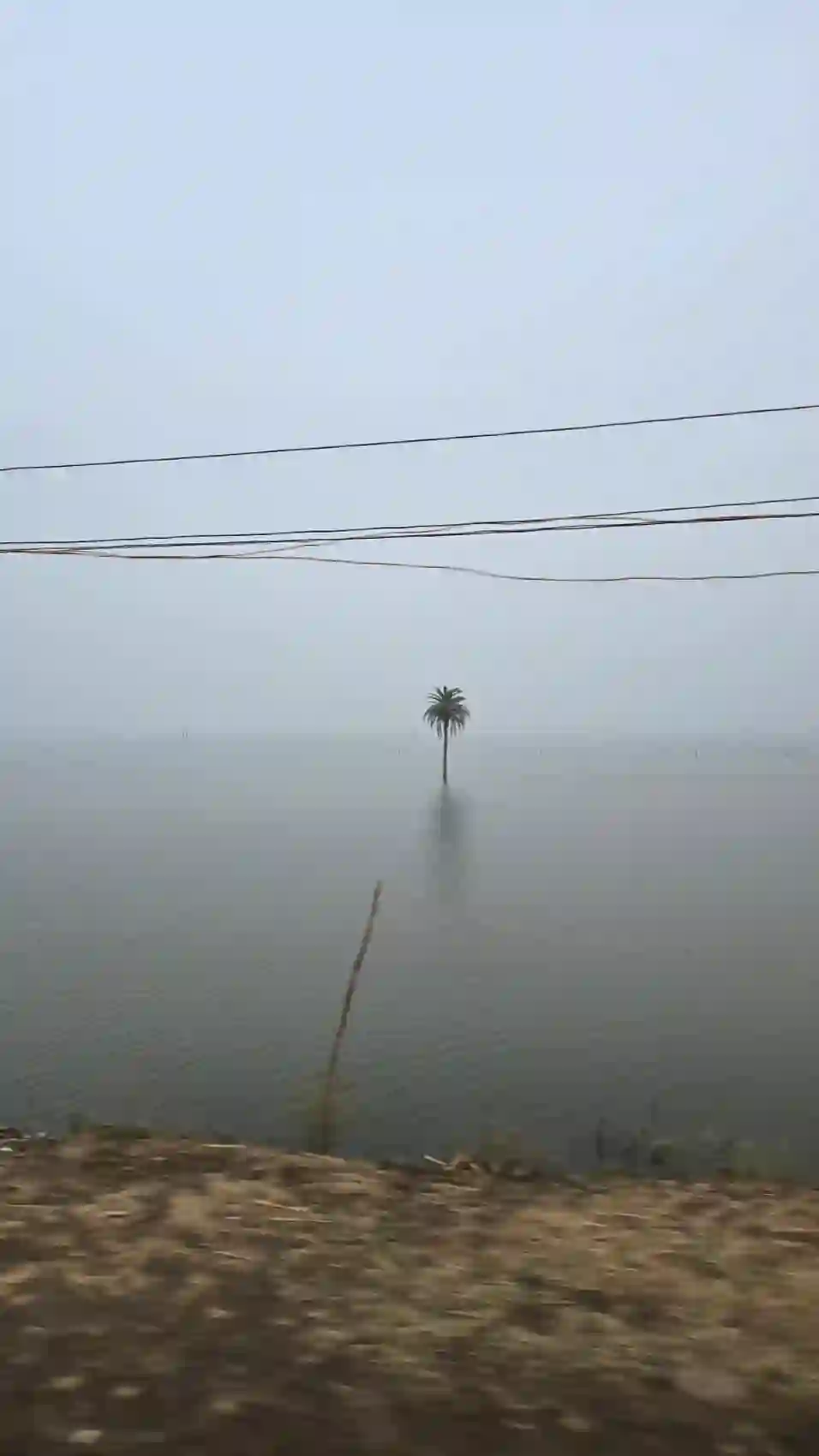 A lone palm tree standing in a misty lake at dawn on the road out of Bhopal
