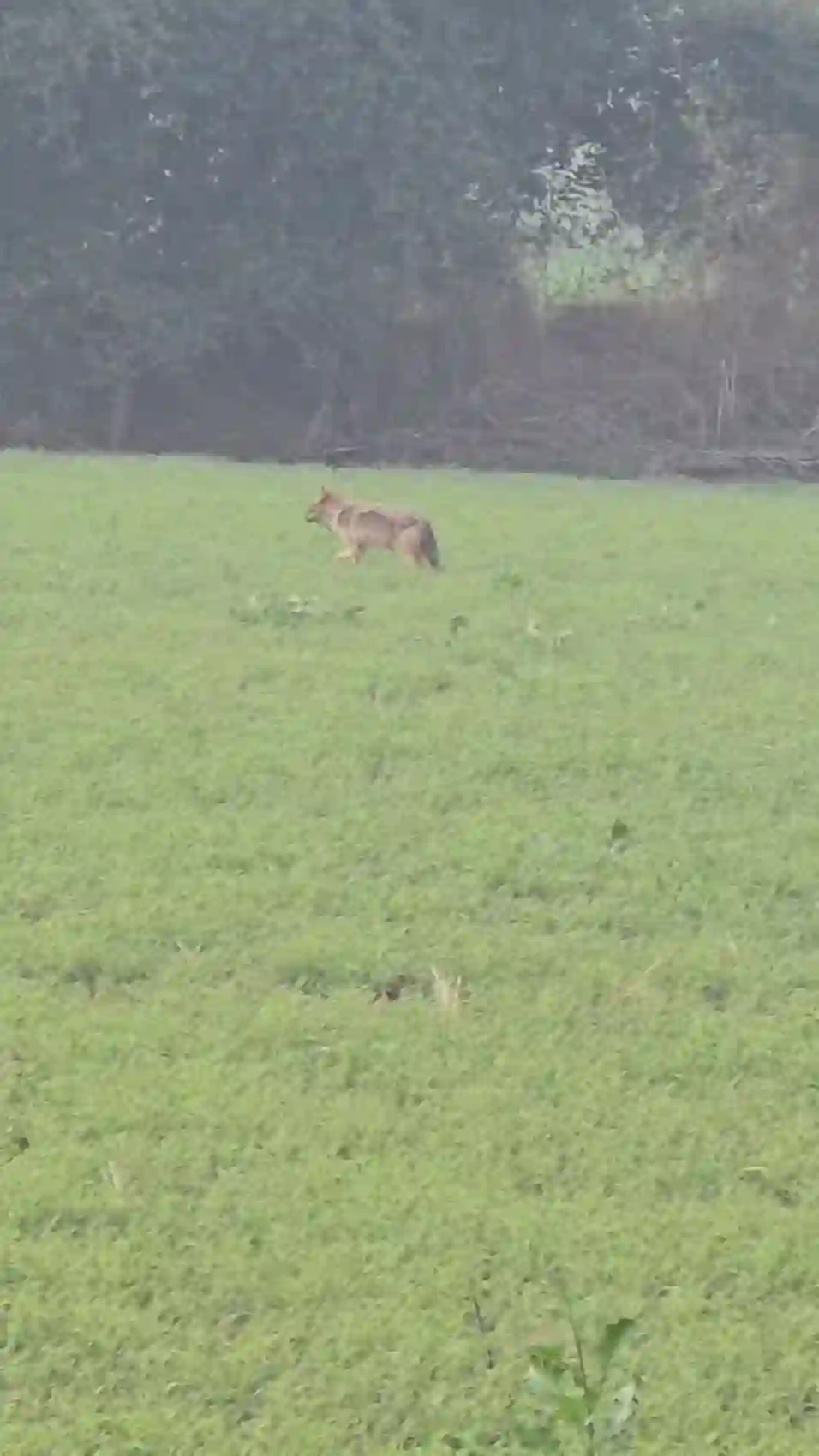 A golden jackal moving through green winter fields on the way to Eran