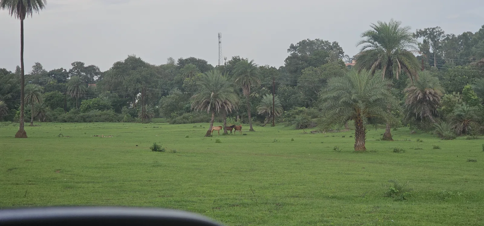 Evening light on the open ground near Champak Lake, Pachmarhi, after the rains