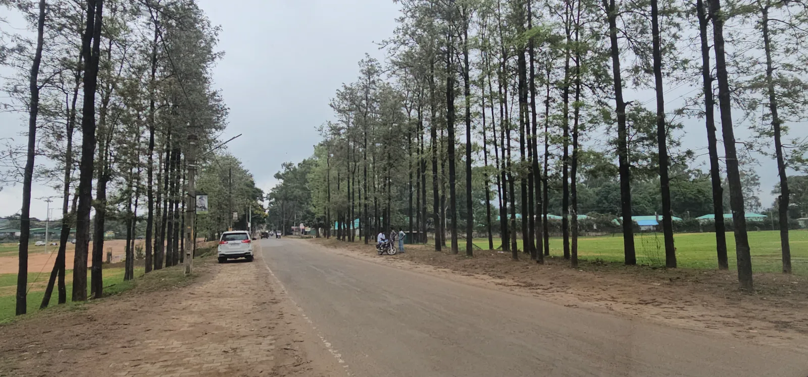 Driving out of Pachmarhi through the tall pine avenues after the marathon