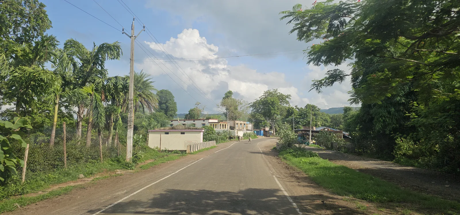 A quiet monsoon-green road lined with palms and wet forest in the Satpura foothills below Pachmarhi, cattle ambling across