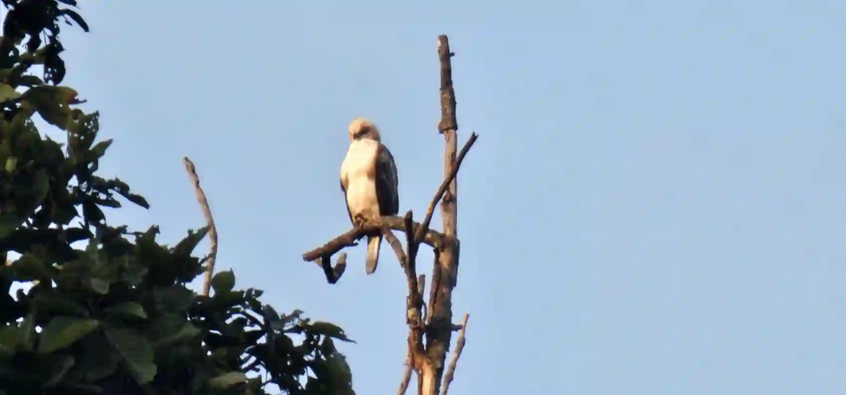 A hawk-eagle perched on a bare branch in Pench Tiger Reserve