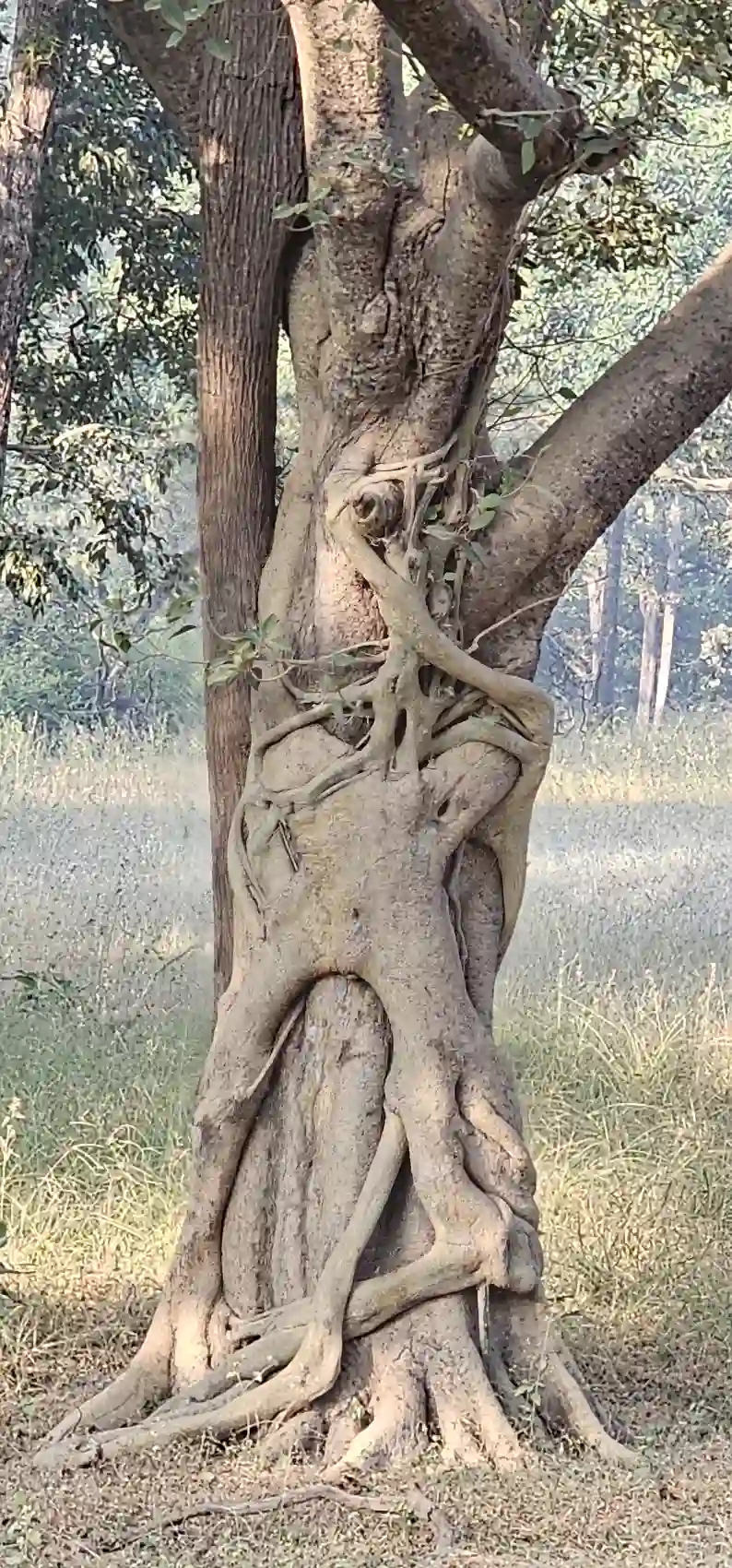 A grey langur monkey at the base of a large tree in Pench