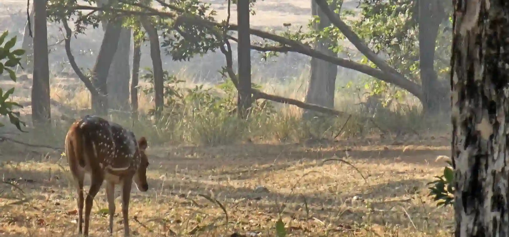 A chital spotted deer in dappled forest light in Pench