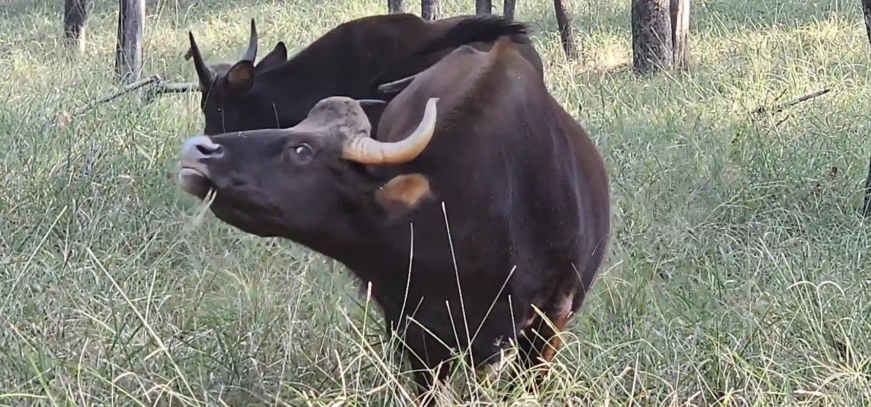 A large gaur, the Indian bison, grazing in the grass at Pench