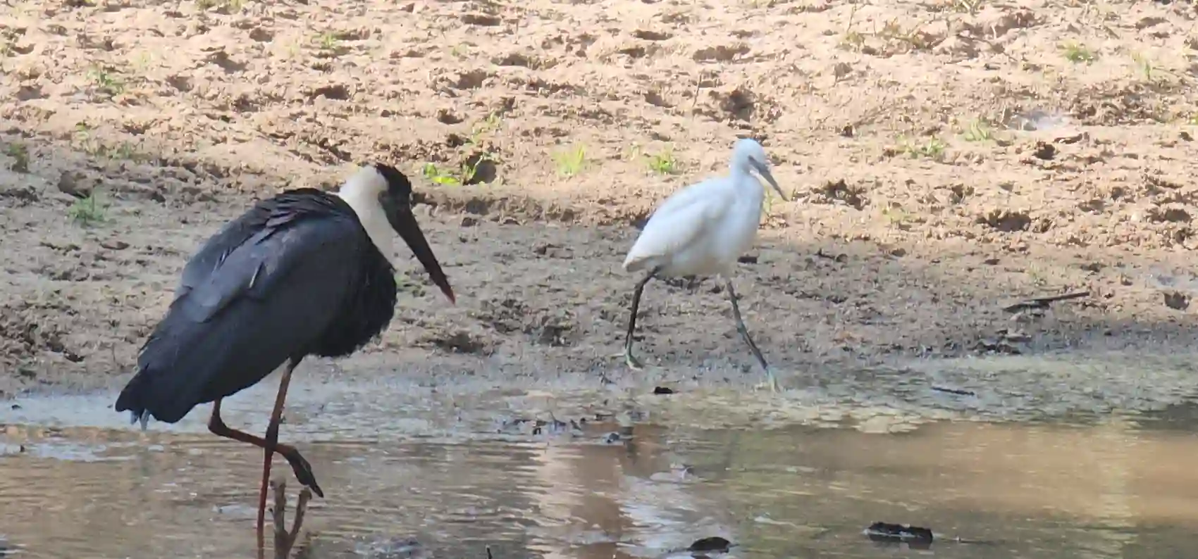 A woolly-necked stork and egrets at a forest wetland in Pench