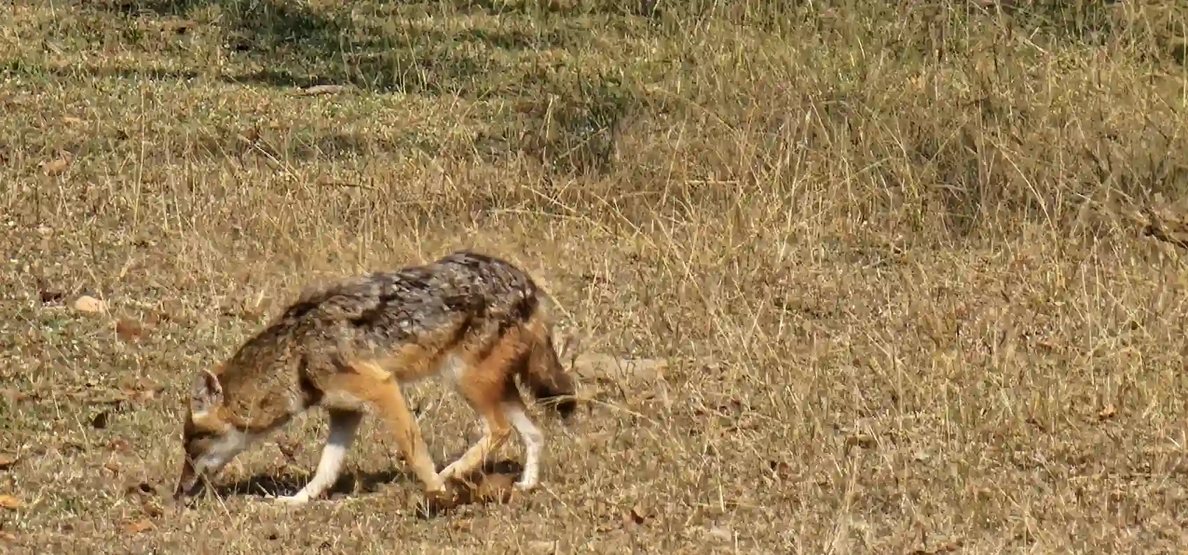 A golden jackal moving through dry golden grass in Pench