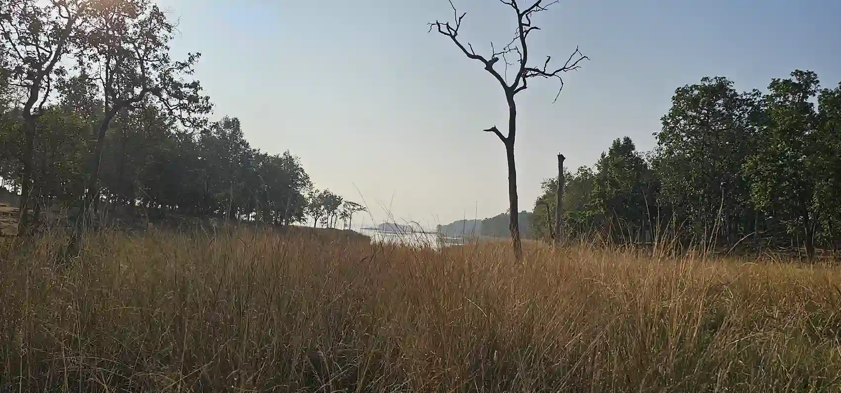 Golden grassland at dusk in Pench, Madhya Pradesh