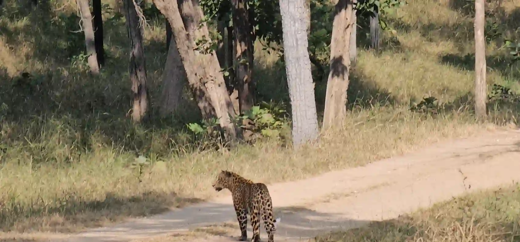A young wild leopard standing on a forest track in Pench Tiger Reserve