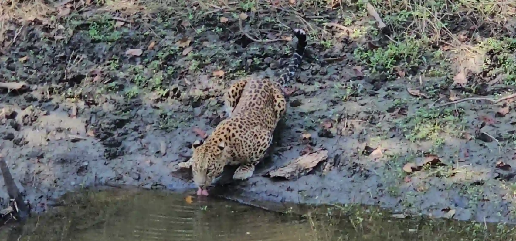 The leopard crouched and drinking at the edge of a forest waterhole in Pench