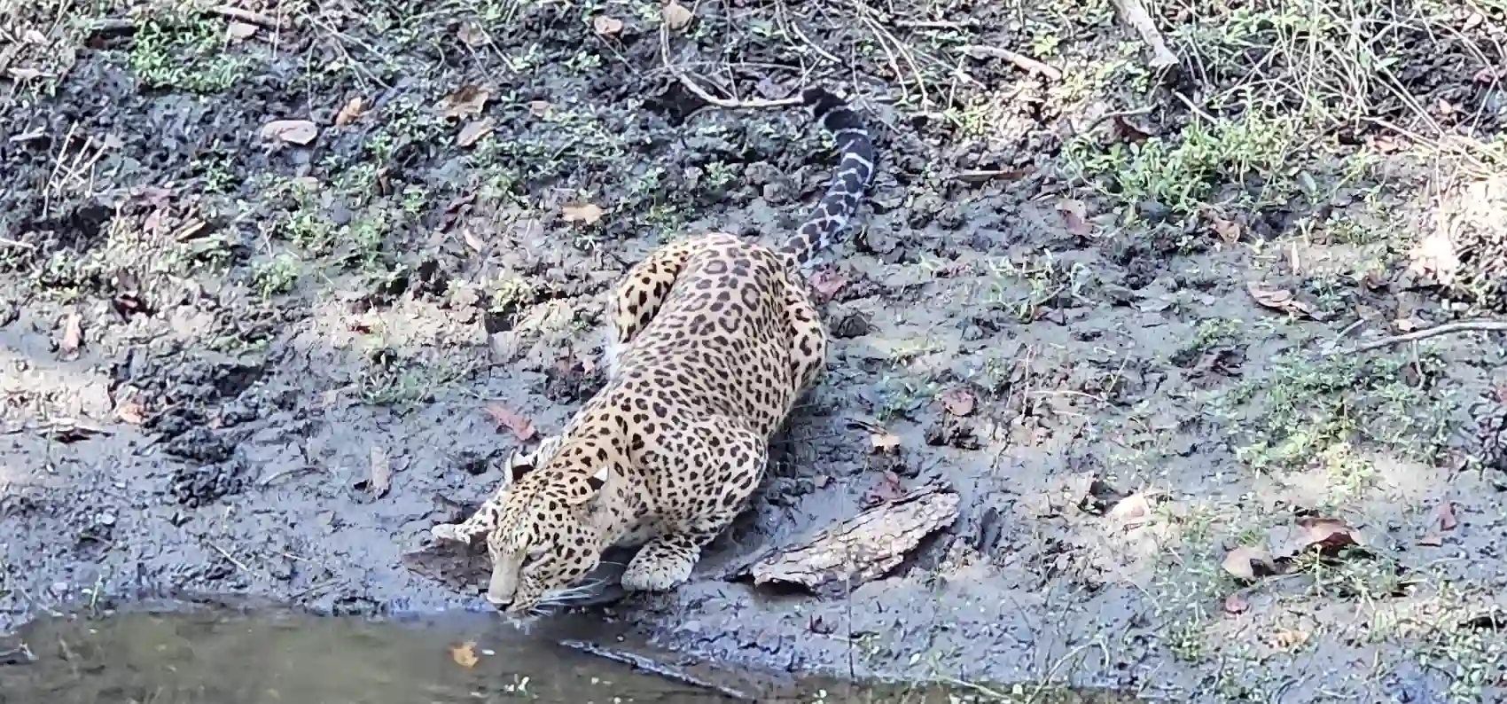 The leopard lifting its head from the water and looking up