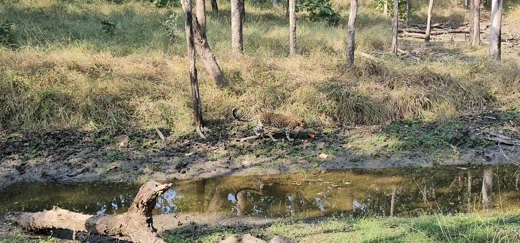 The leopard walking off into tall grass in Pench