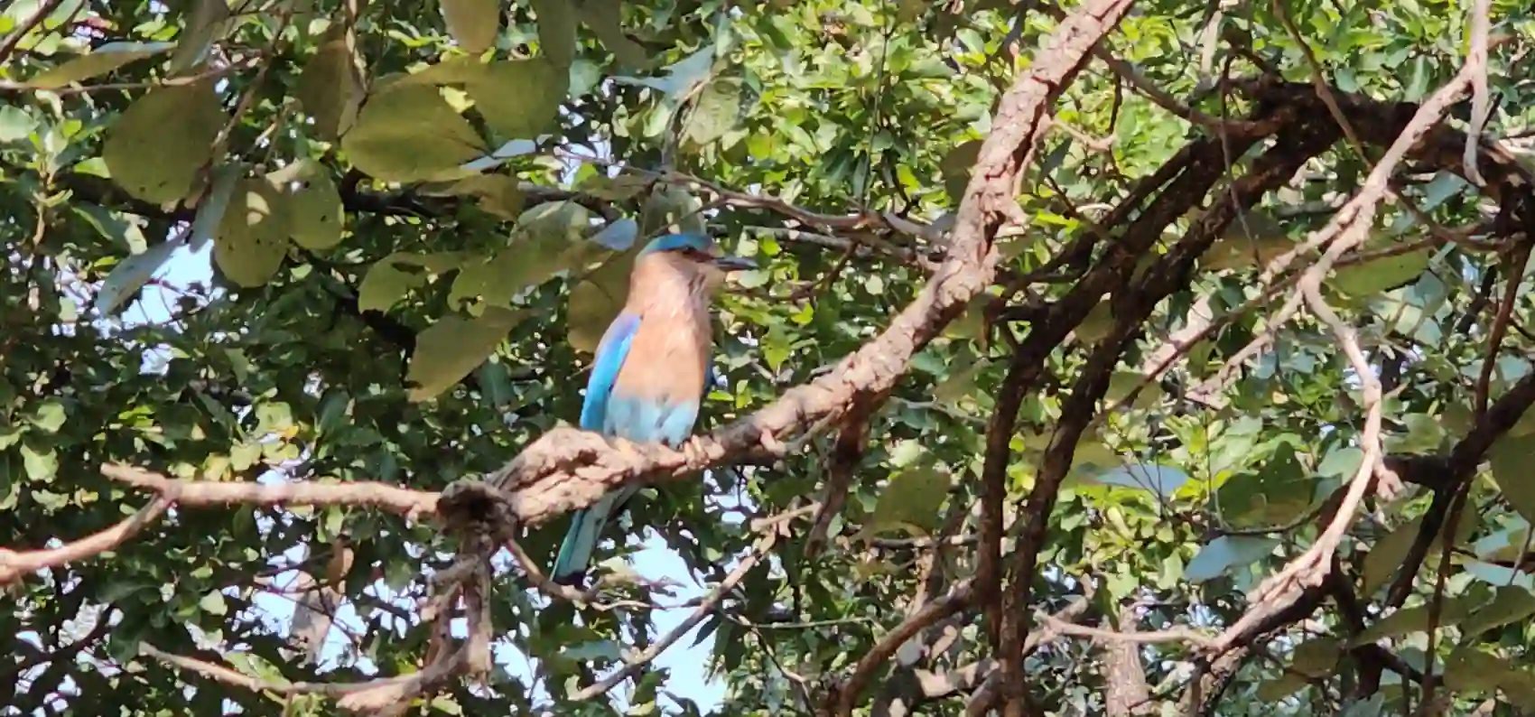 An Indian roller, a bright blue bird, perched on a branch in Pench