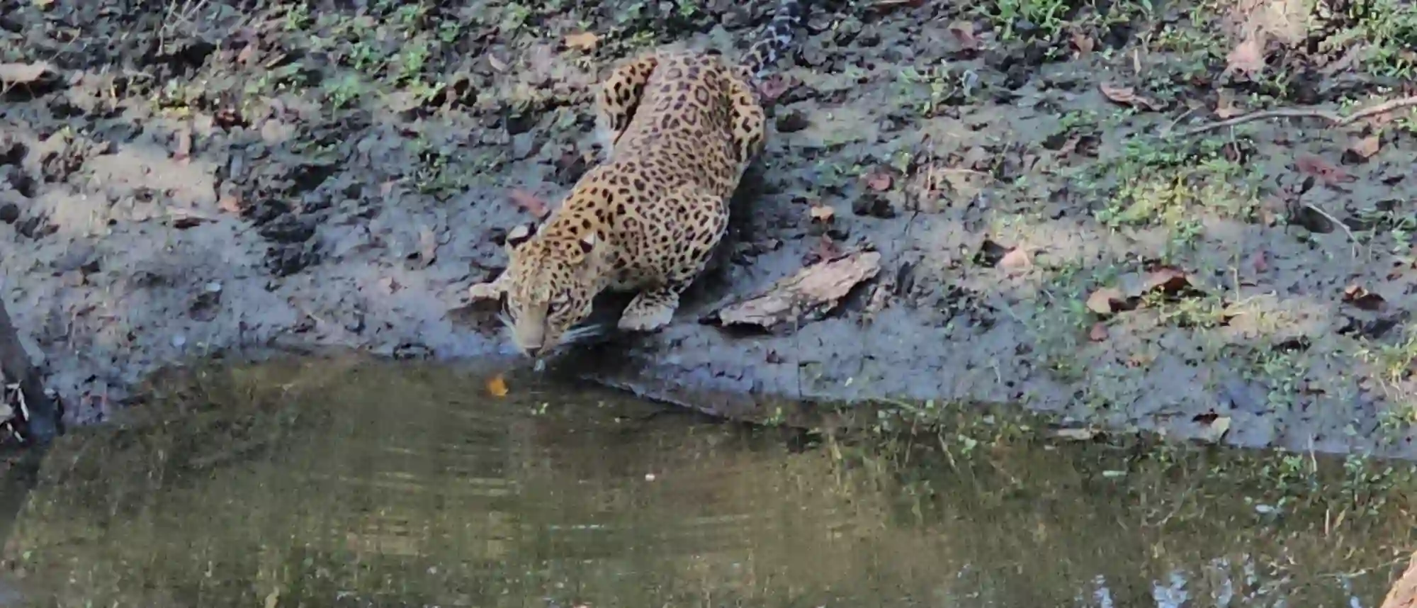 Pench Tiger Reserve from Bhopal: The Jungle Book Forest