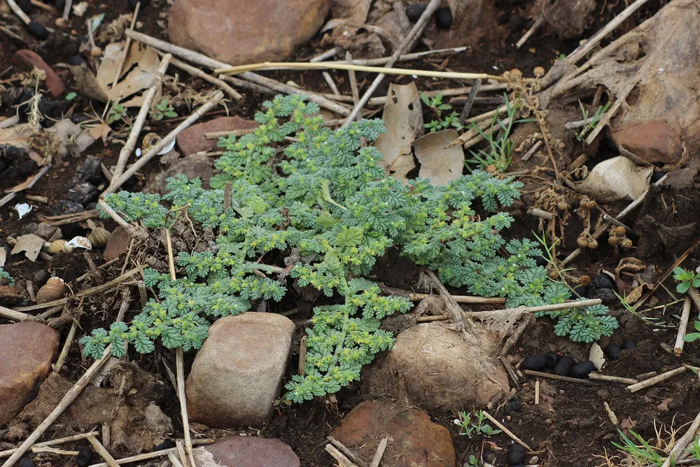 Flora along the shore of the Upper Lake, Bhopal