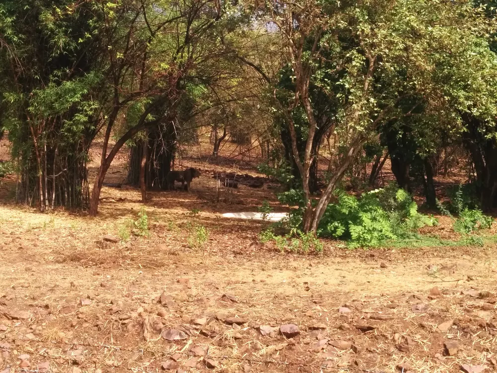 Greenery and walking path inside Van Vihar, Bhopal